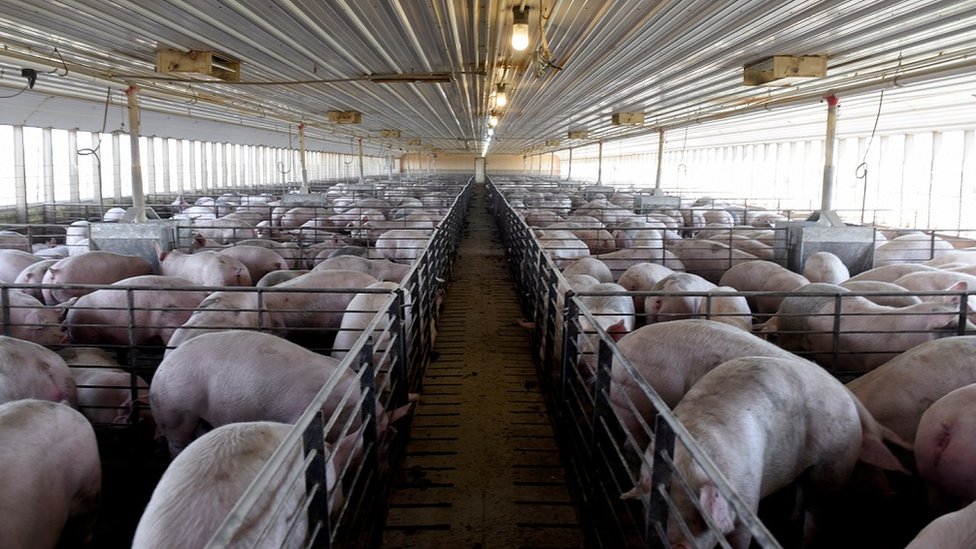 Fazenda de porcos em Kenyon, Minnesota