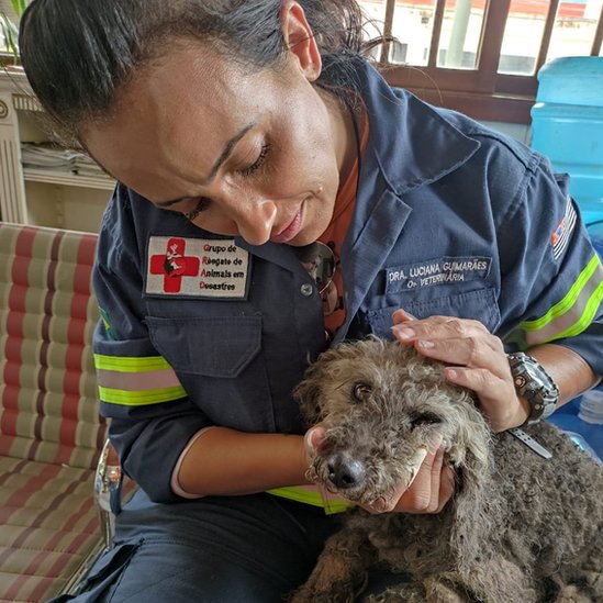 Cachorro sendo resgatado em Petrópolis