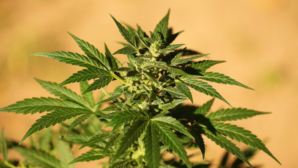 Australian Territory legalises cannabis use BBC