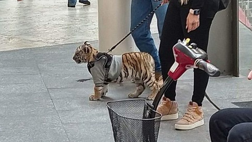 Una mujer con un tigre en Antara, Ciudad de México