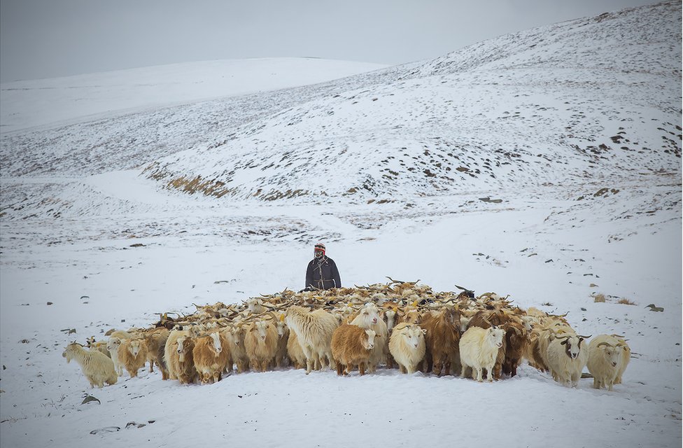 Пастух с козами чангра в снегу