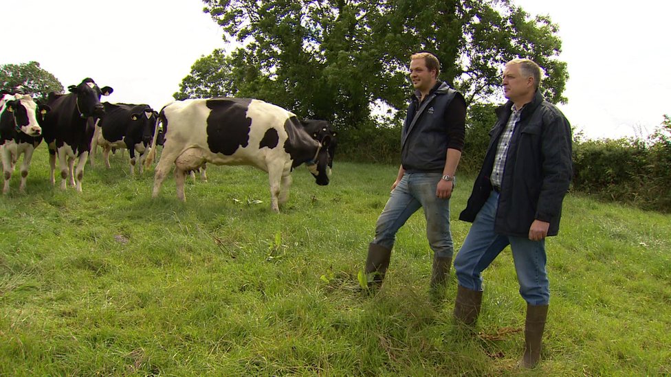 Фермеры Уильям и Дэвид Ирвайны со своим стадом молочного скота