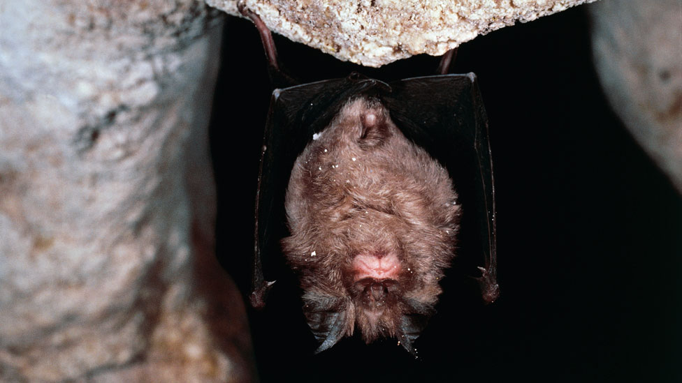 Murciélago grande de herradura chino (Rhinolophus ferrumequinum)
