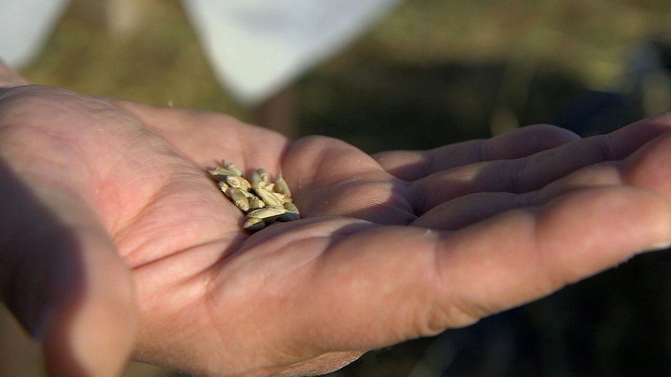 Granos de centeno cultivados en la zona de exclusión de Chernóbil