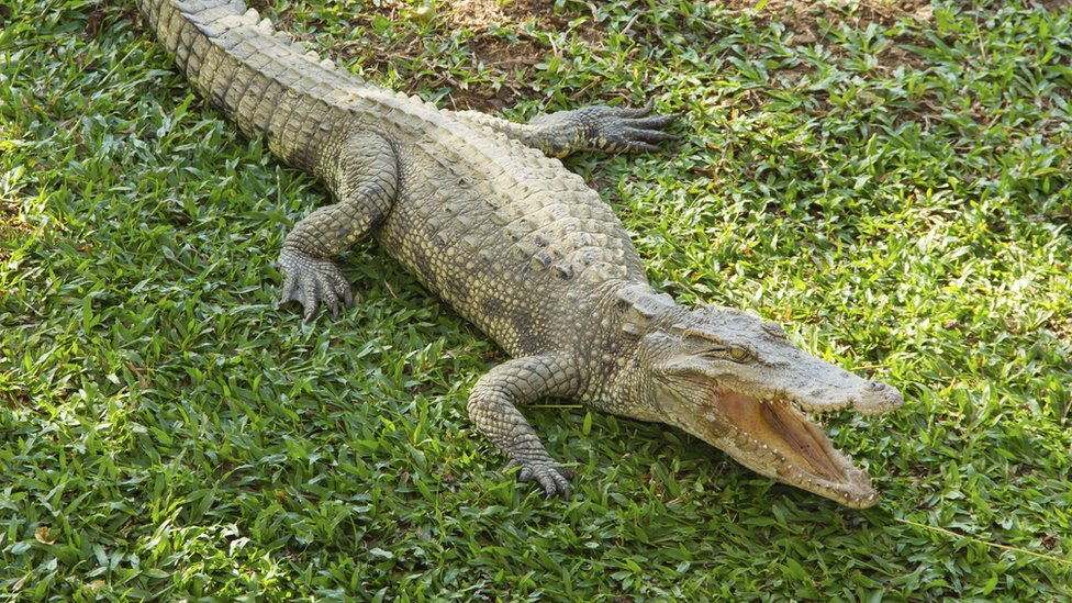 маленький морской крокодил на траве, щелкая