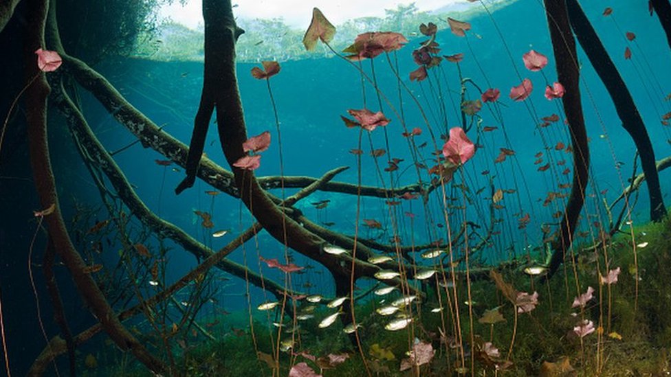 Cenote mexicano