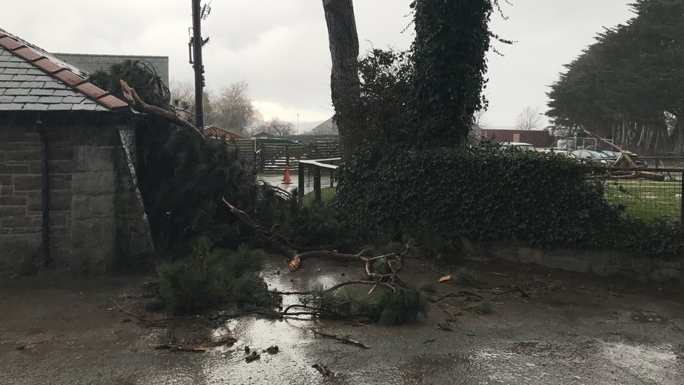 Ущерб от шторма в Уэльском горном зоопарке