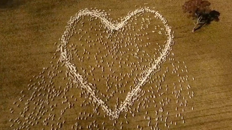 Australian farmer draws heart with sheep in tribute to aunt