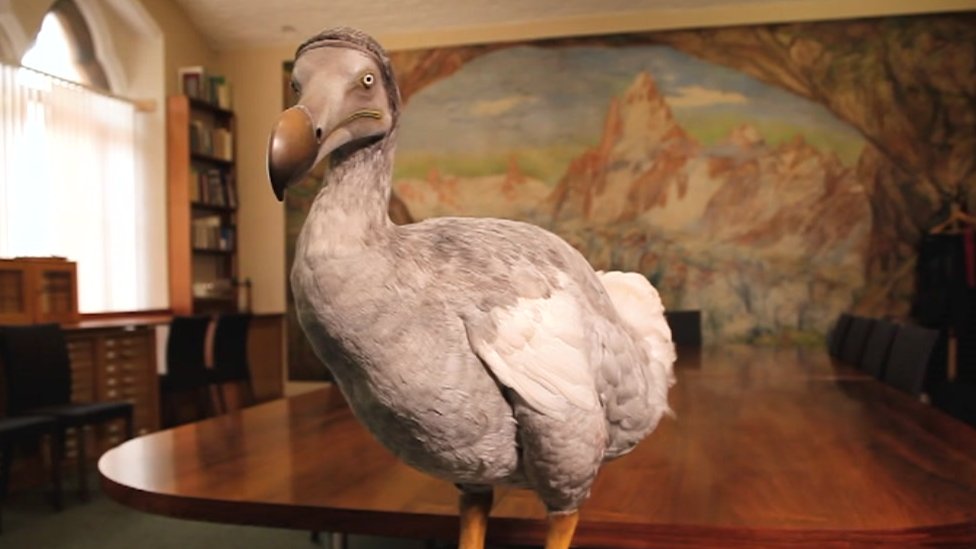 Discover the violent end of the Oxford dodo - BBC News
