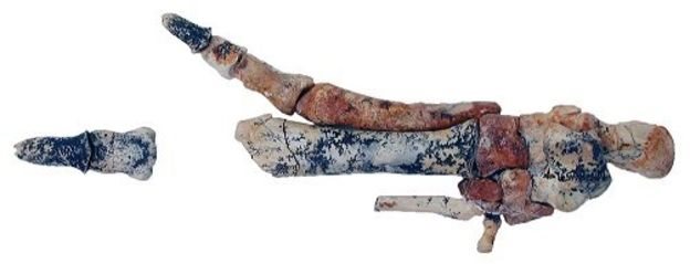 Ossos fossilizados da pata do antigo marsupial