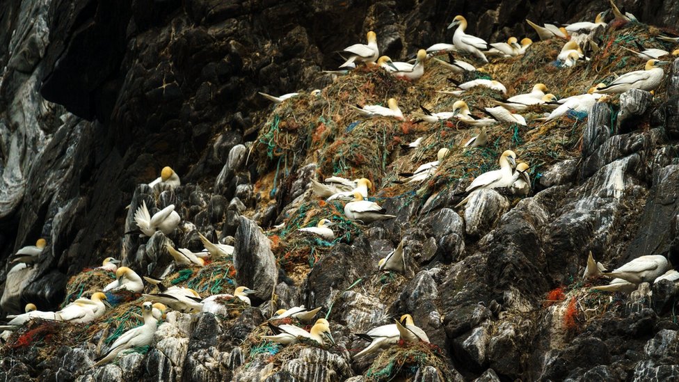 Morske ptice u Norveškoj se gnezde na plastičnim konopcima i odbačenim ribarskim mrežama