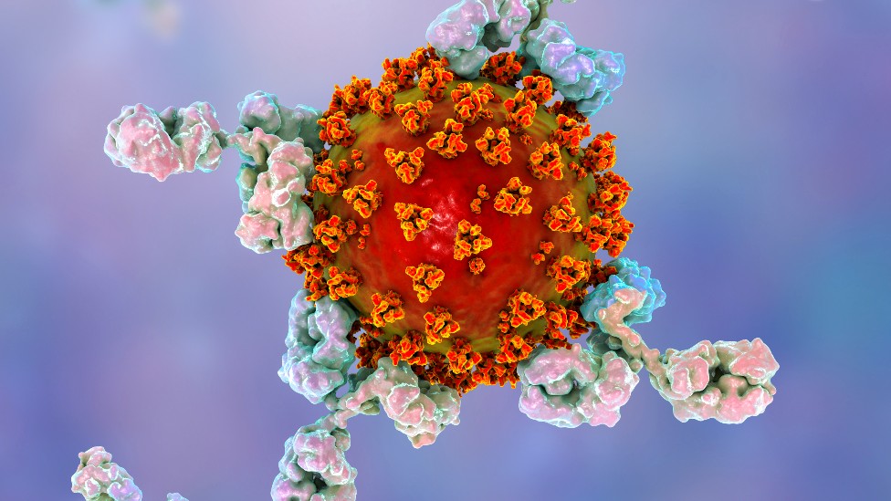 Ilustración de anticuerpos (en blanco) uniéndose a las proteínas Spike del virus que causa covid.