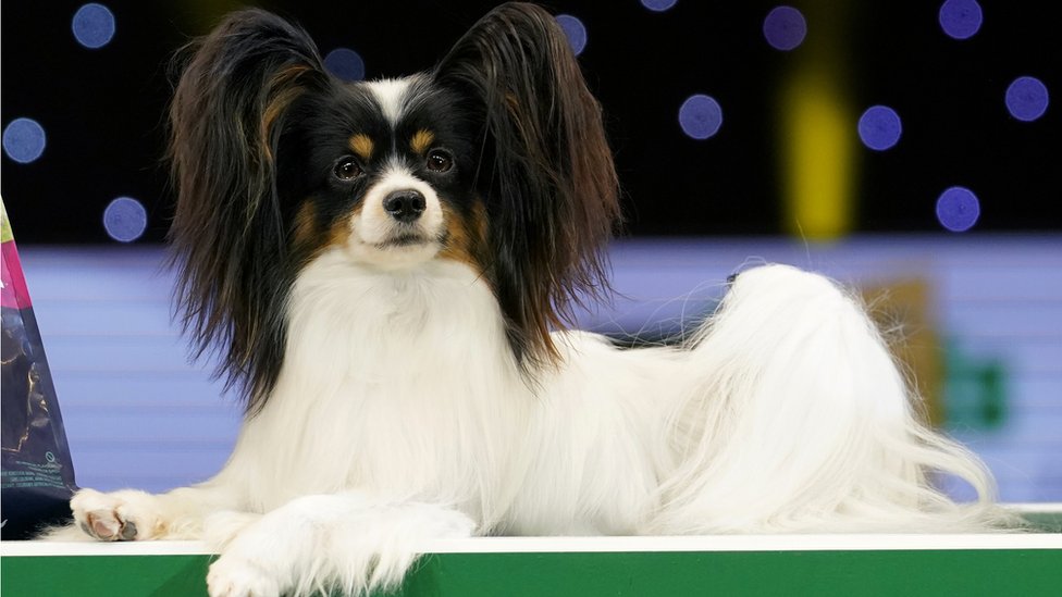 Crufts 2019: Facts and figures about 