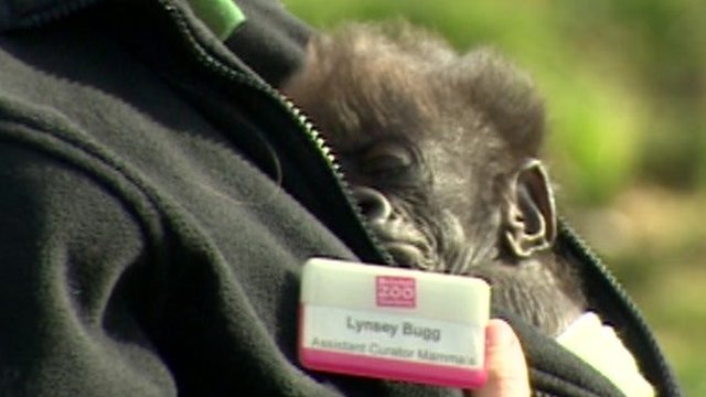 Afia the baby gorilla