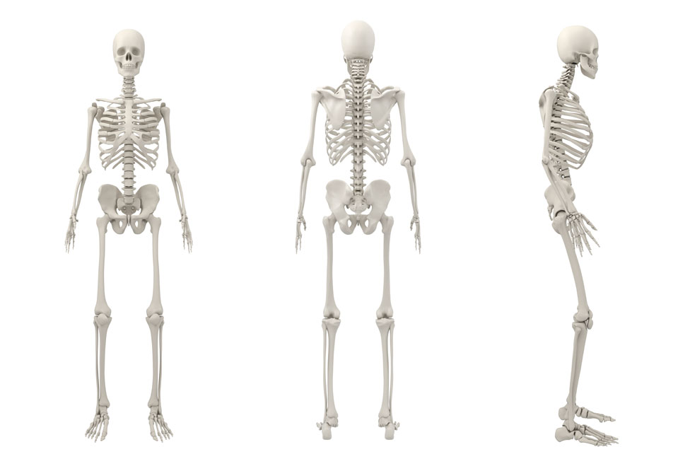 Esqueletos humanos