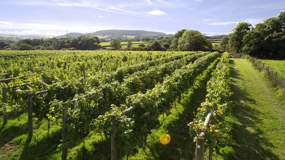 China espera convertirse en potencia vinícola mundial. Viña