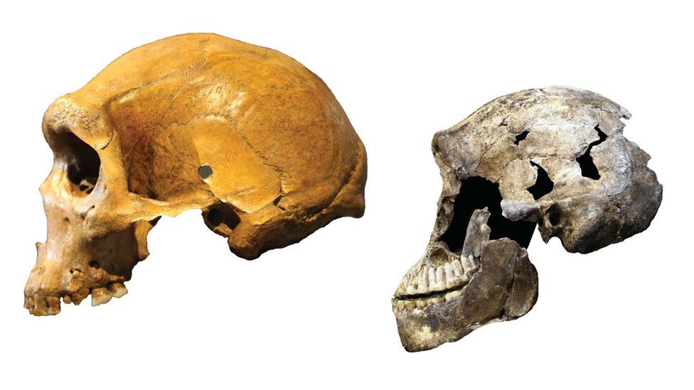 H. naledi (derecha) parece haber compartido el sur de África con distintas especies de humanos, como por ejemplo el hombre de Kabwe (izq.). H. naledi (derecha) y hombre de Kabwe (izquierda)