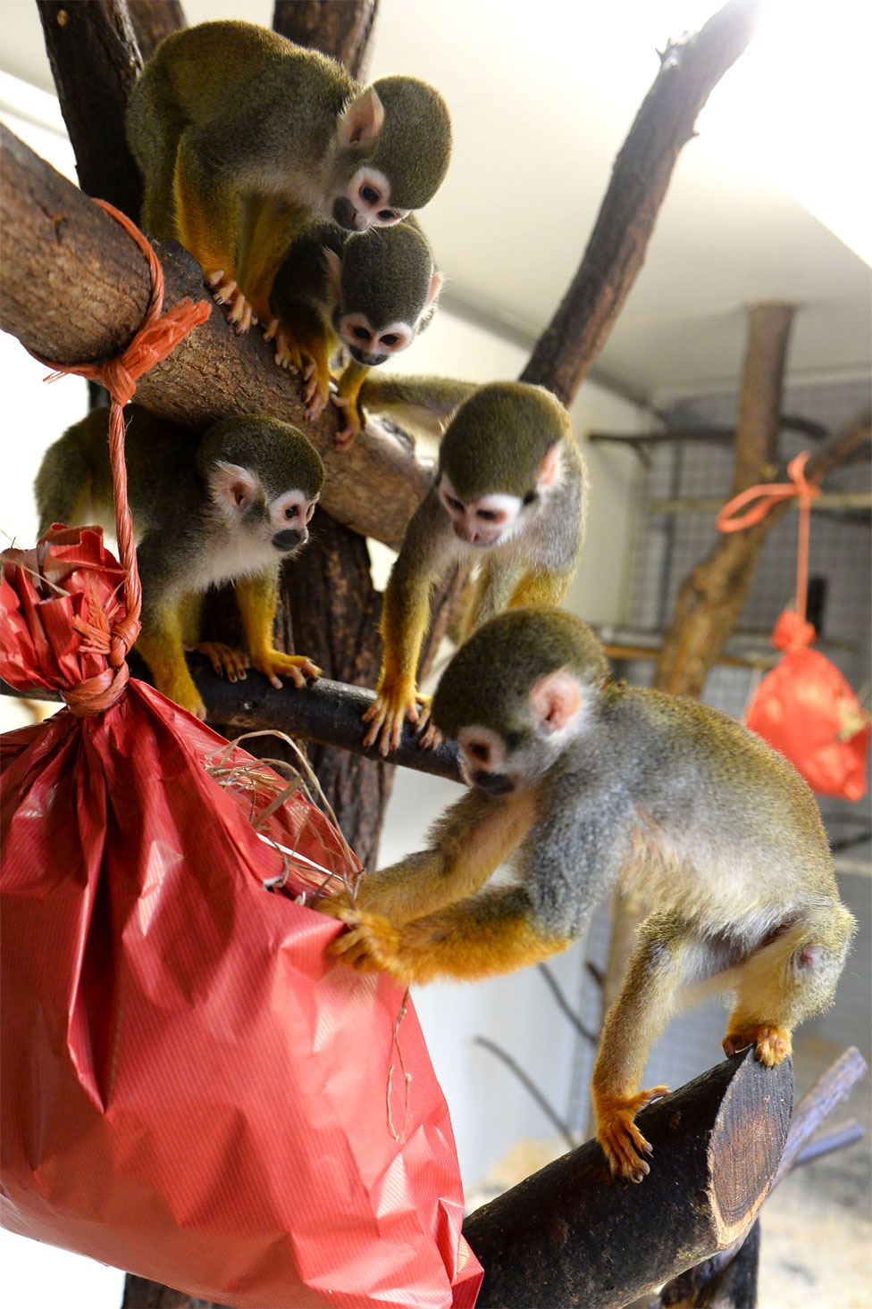Squirrel monkeys explore their Christmas package
