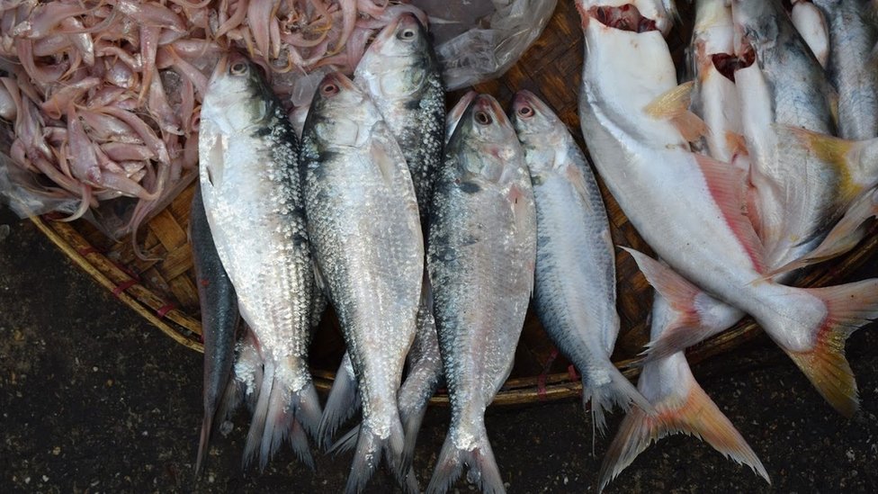 Hilsa: The fish that is being loved to death - BBC News