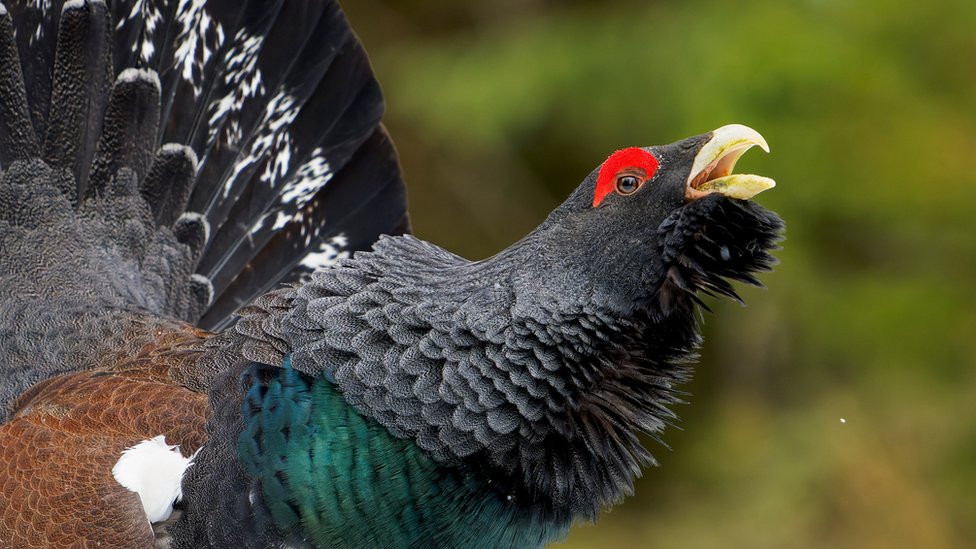 Scotland's capercaillie could vanish in 30 years - BBC News