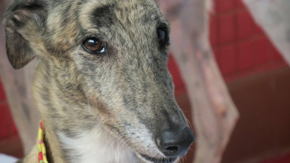 寄居澳門保護動物協會路環收容所的逸園格力犬（BBC中文圖片22/6/2018）