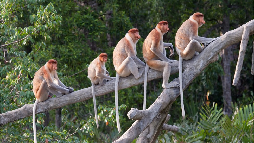 Los monos tienen cola, a diferencia de los humanos y grandes simios.