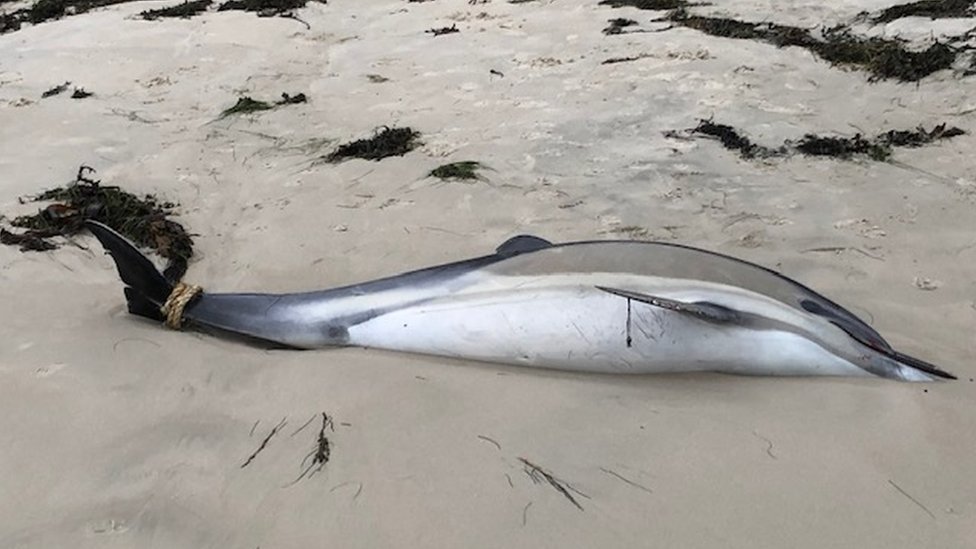 First dolphin in nearly a month strands at Jersey Shore