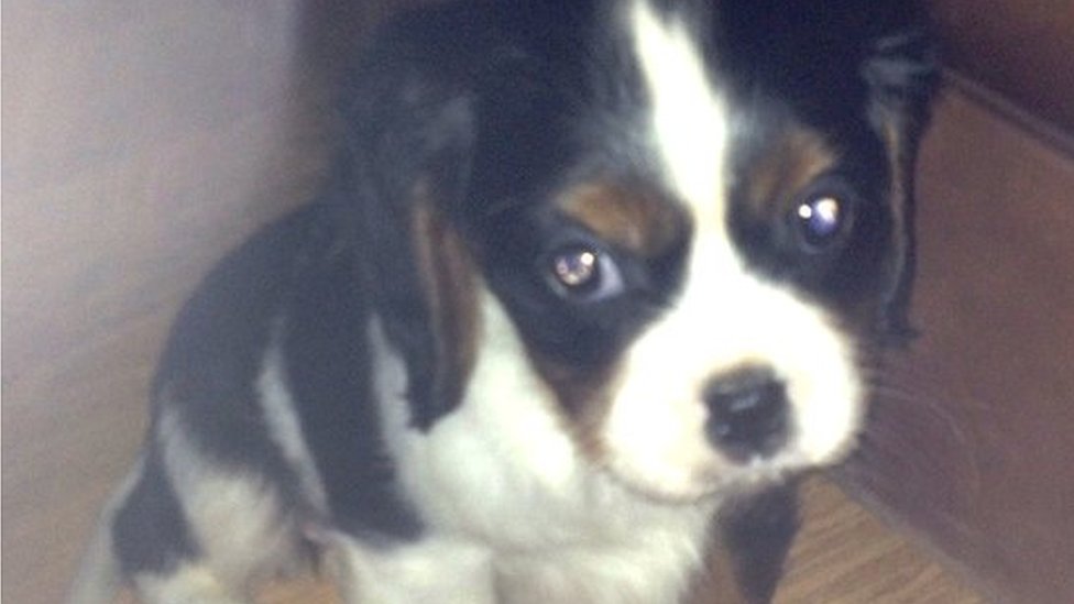 ex breeding cavaliers for sale