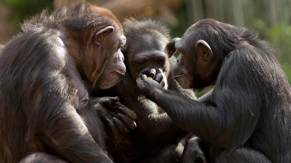 تنتقم حيوانات الشمبانزي إذا ما سُرِق طعامها لكنها لا تعاقب السارق