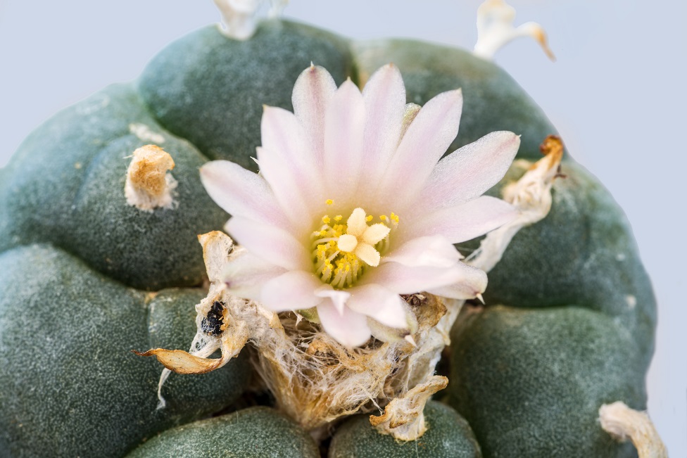 Peyote