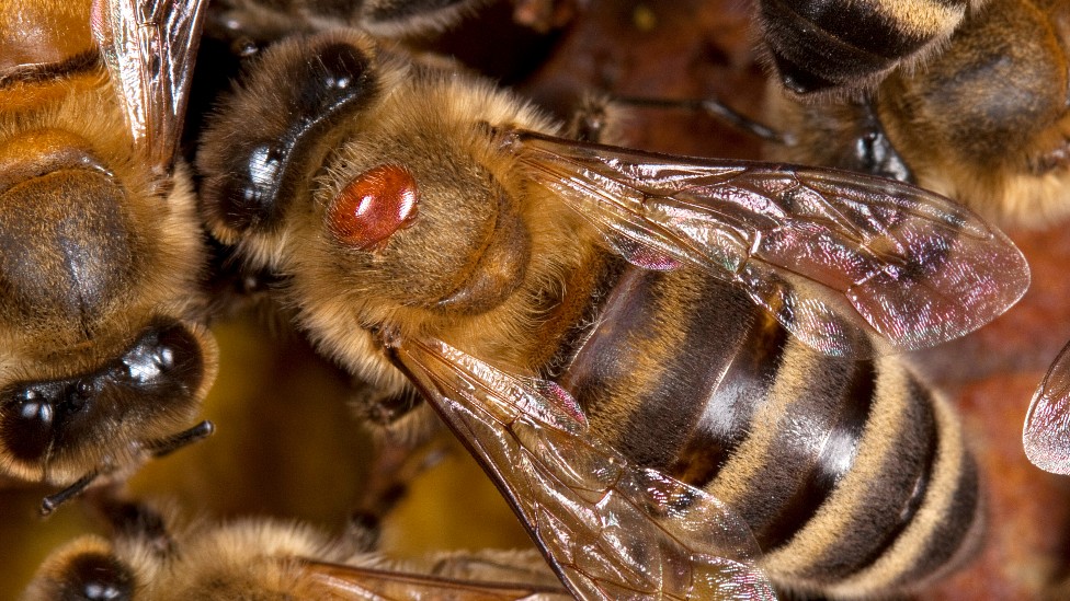 Ácaro Varroa Destructor sobre una abeja