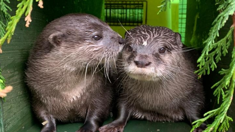 Otters Find Fairytale Love In Lockdown c News