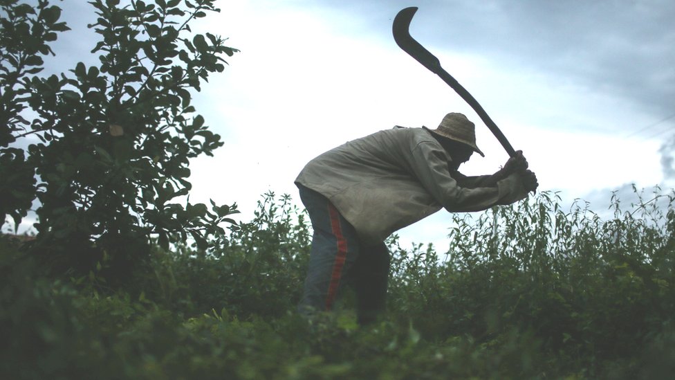 Este agricultor, quien fue sometido a esclavitud en Brasil, muestra cómo debía segar la tierra con un hoz similar a ese. Foto de 2015. Agricultor