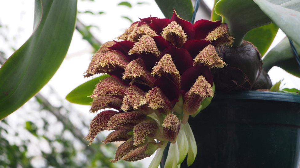 Орхидея Bulbophyllum phalaenopsis