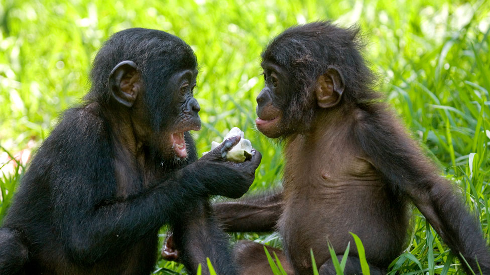 Bonobos bebé
