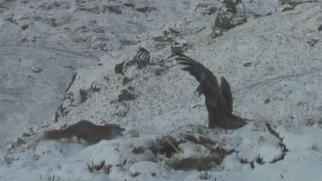 A fox and an eagle fight over a carcass