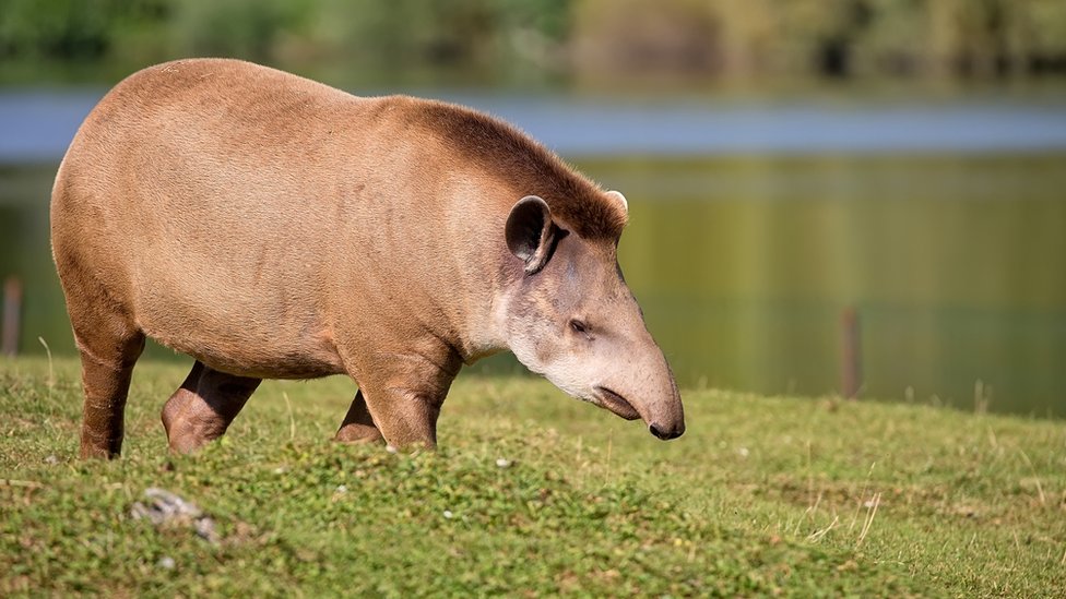 El tapir es un pariente lejano del macrauchenia. Tapir.