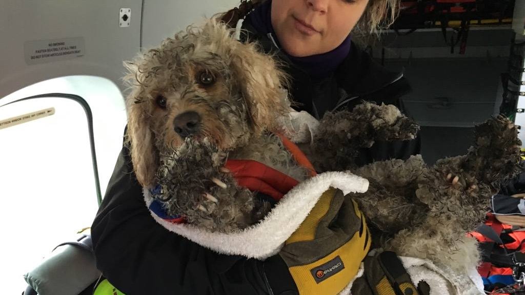 udrydde Karakter skal Dog lost in Cairngorms rescued by Inverness Coastguard crew - BBC News