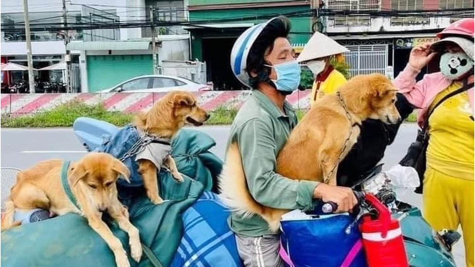 Cà Mau 'Thảm Sát Đàn Chó': Các Góc Độ Dịch Tễ, Pháp Lý Và Tình Người - Bbc  News Tiếng Việt