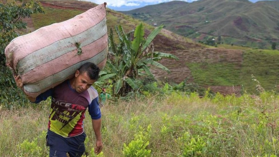 UN drugs: Colombia beats its own coca growing record