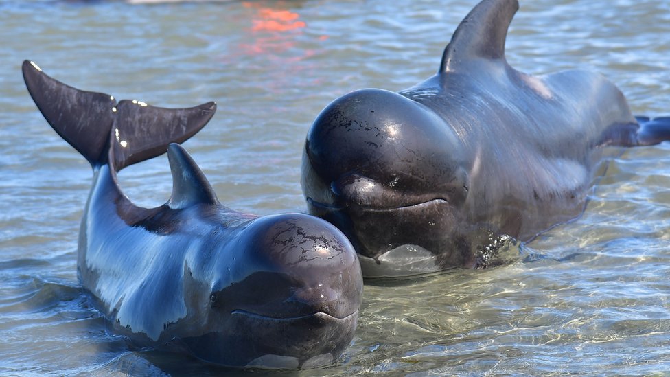 Ballenas piloto.
