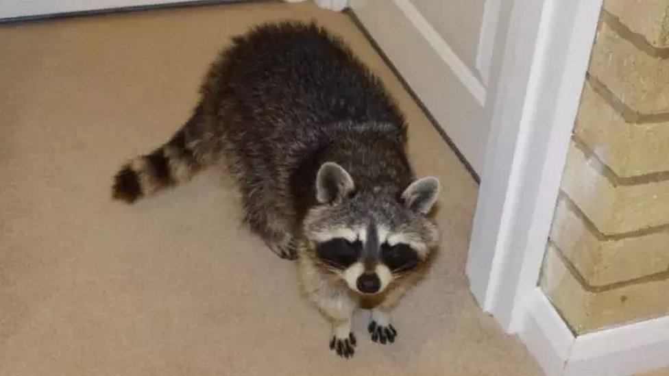 Raccoon rampages around Northampton family's home BBC News
