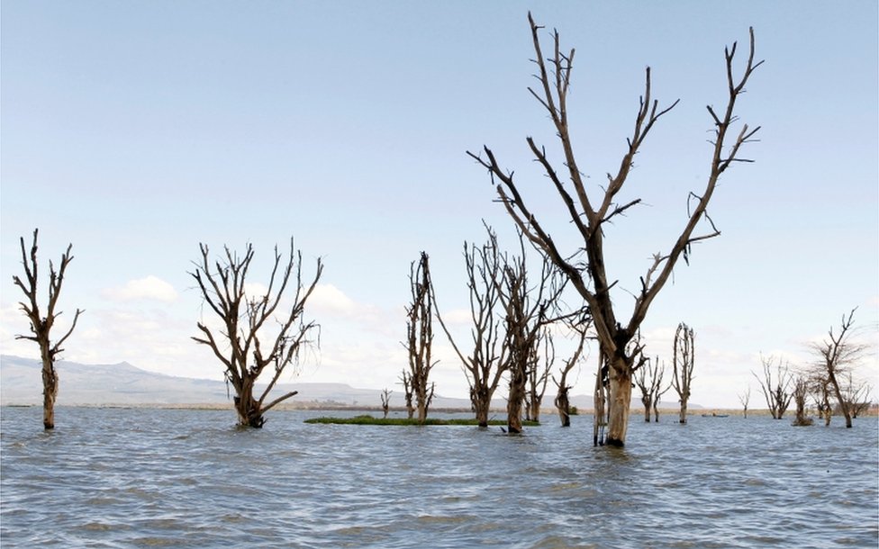 Barren trees stand waterlogged in a flooded plain.