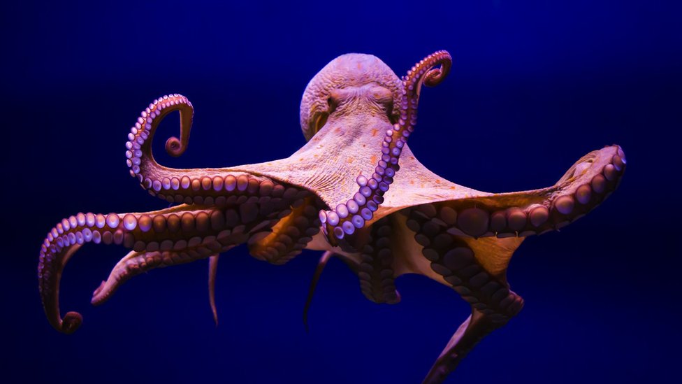 Pulpo común (Octopus vulgaris)
