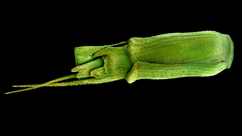 Semilla de Aegilops tauschii Semilla de Aegilops tauschii