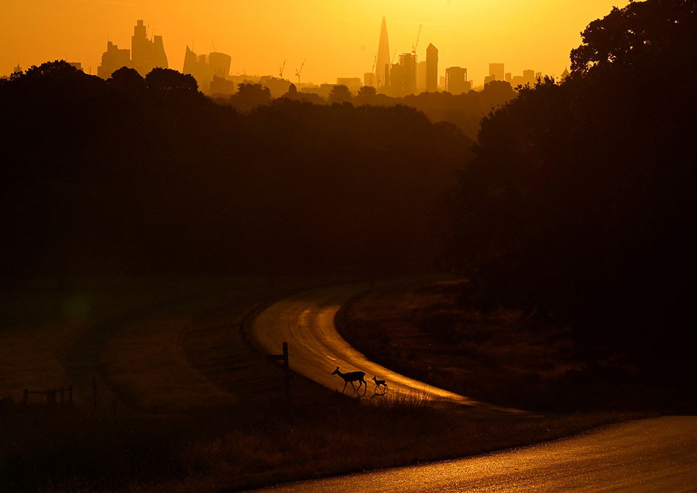 استمر الطقس الحار في أغسطس/آب. في هذه الصورة يعبر غزال وصغيره طريقا بعد شروق الشمس بوقت قصير، مع ظهور أفق لندن من بعيد.