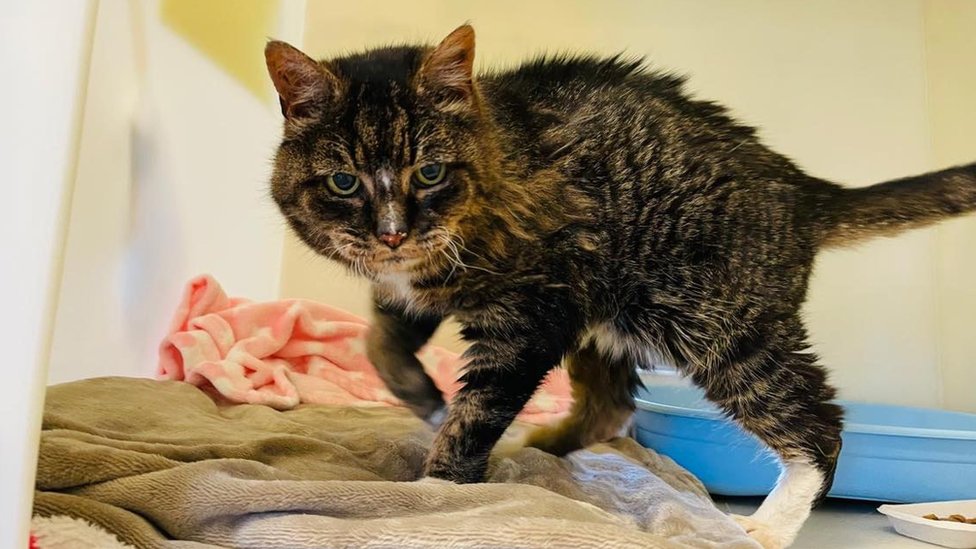 20 year old store cat