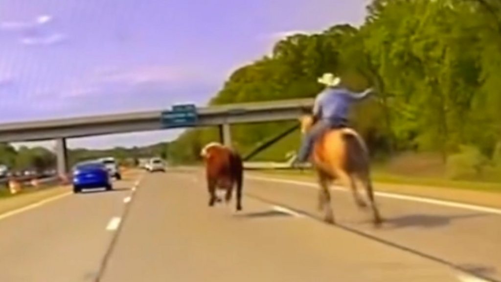 Cowboy wrangles runaway cow on Michigan interstate