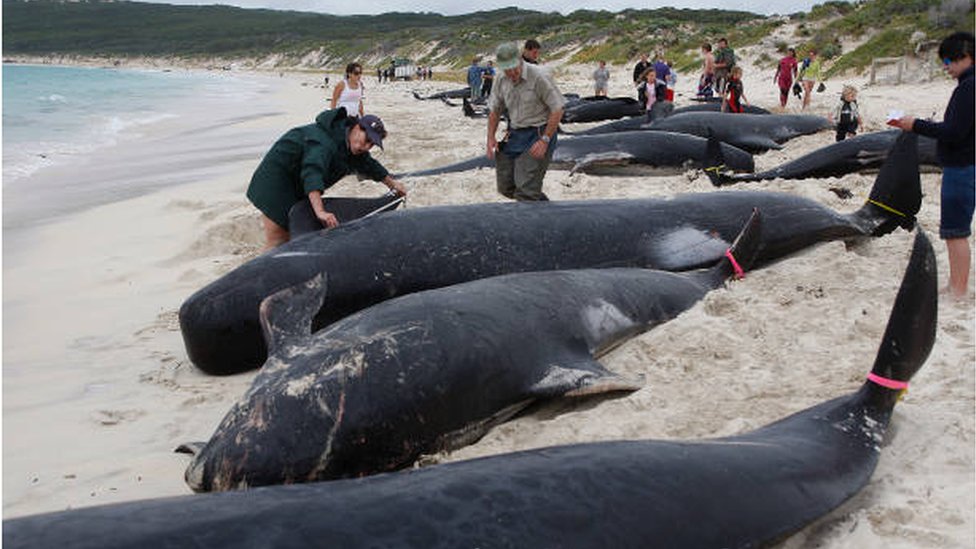 حيتان نافقة على أحد الشواطئ الاسترالية