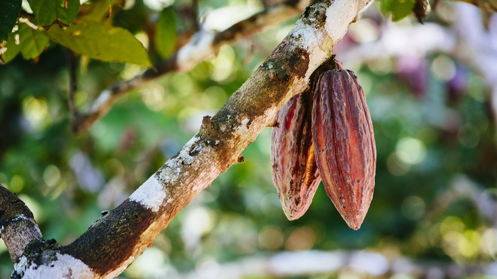 Fruta de cacao en el bosque lluvioso peruano/Perú/Sudamérica